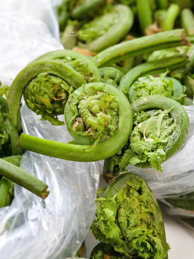 Close up of fiddlehead ferns fresh from the market.