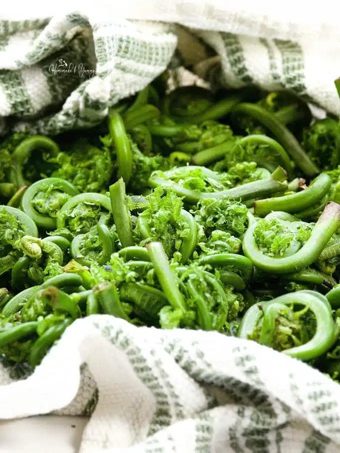 Fiddleheads  washed and ready to roast.