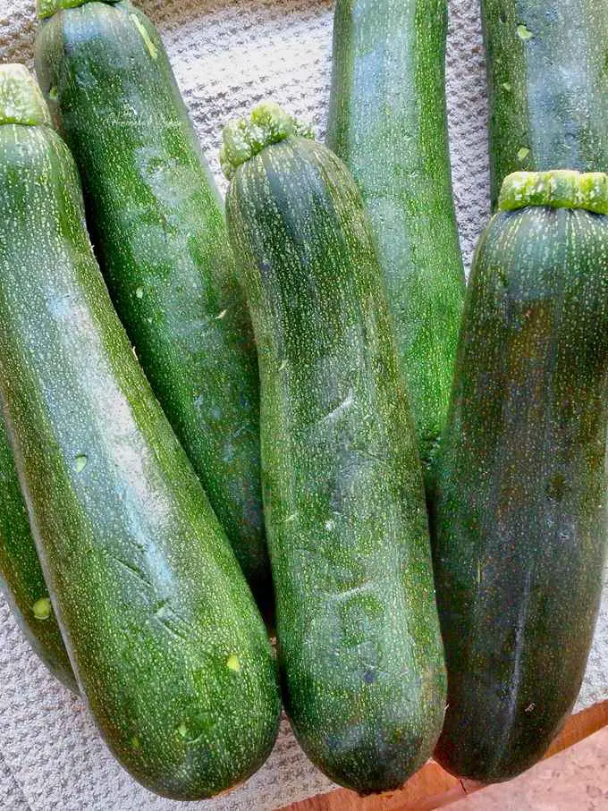 A pile of zucchinis ready to get shredded and made into burgers.