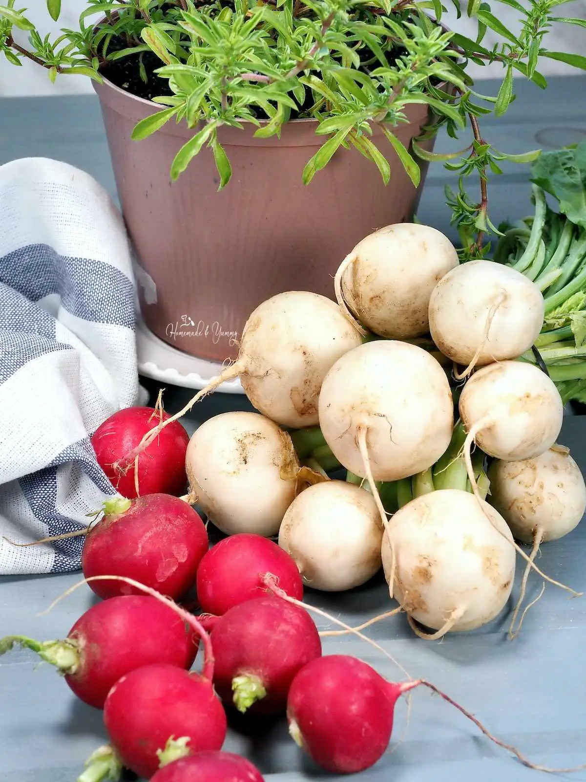 Bunches of radishes and turnips on a counter with a pot of herbs in the background.