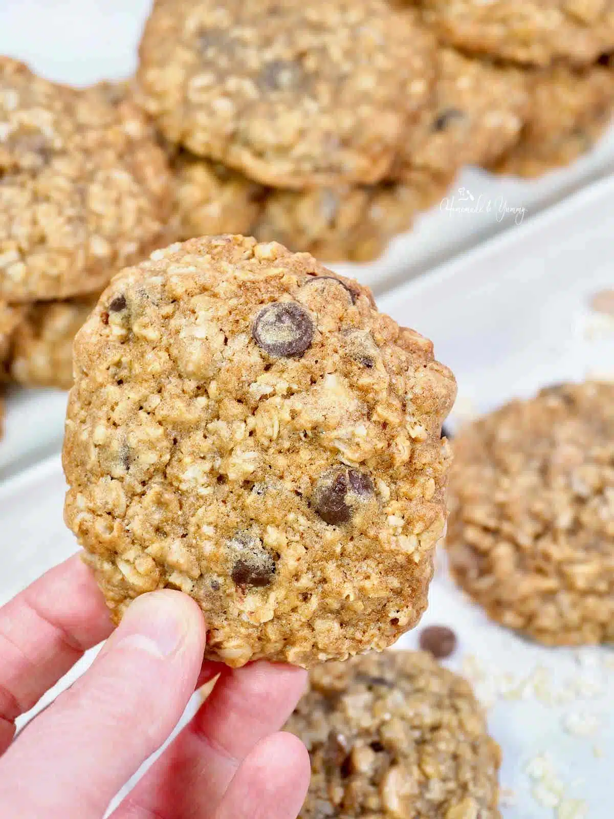 Fresh baked oatmeal chocolate chip cookie.